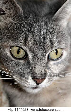 Close-up of a house cat's face View Large Photo Image Stock Image - Close-up of a house cat's face. Fotosearch