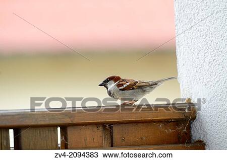 Close-up of a House Sparrow (Passer domesticus) sitting on the wood of a balcony View Large Photo Image Stock Image - Close-up of a House Sparrow (Passer domesticus) sitting on the wood of a balcony. Fotosearch