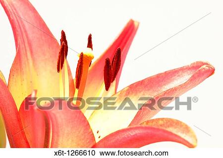 Close-up of a lily in bloom View Large Photo Image Stock Image - Close-up of a lily in bloom. Fotosearch