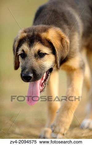 Close-up of a Mixed breed dog puppy outdoors View Large Photo Image Stock Photography - Close-up of a Mixed breed dog puppy outdoors. Fotosearch