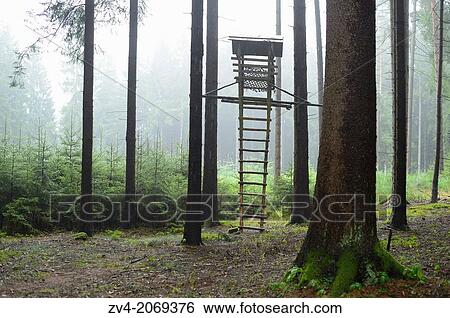 Close-up of a perch in a forest on a rainy day, Bavaria, Germany. View Large Photo Image Stock Photograph - Close-up of a perch in a forest on a rainy day, Bavaria, Germany.. Fotosearch