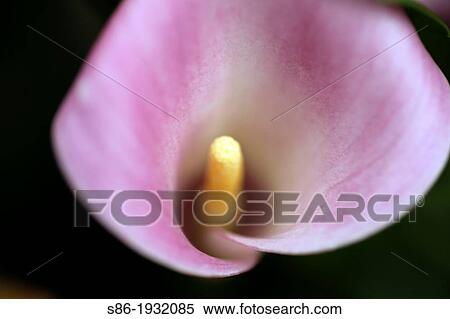 Close Up of a Pink Calla Lily Flower View Large Photo Image Stock Photography - Close Up of a Pink Calla Lily Flower. Fotosearch