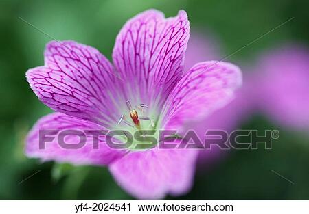 Stock Image - Close up of a pink/purple Wild Geranium flower (Geranium maculatum).. Fotosearch