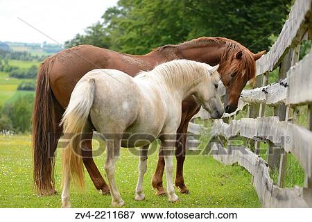 Close-up of a pony (Equus ferus caballus) and a horse (Equus ferus caballus) on a meadow in spring. View Large Photo Image Stock Photo - Close-up of a pony (Equus ferus caballus) and a horse (Equus ferus caballus) on a meadow in spring.. Fotosearch