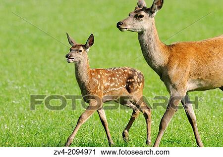 Close-up of a red deer (Cervus elaphus) calf with his mother running on a meadow View Large Photo Image Stock Image - Close-up of a red deer (Cervus elaphus) calf with his mother running on a meadow. Fotosearch