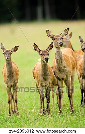 Close-up of a red deer (Cervus elaphus) mother with her two calfs View Large Photo Image Stock Image - Close-up of a red deer (Cervus elaphus) mother with her two calfs. Fotosearch