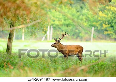 Close-up of a red deer (Cervus elaphus) male standing in a meadow beside the forest View Large Photo Image Stock Photo - Close-up of a red deer (Cervus elaphus) male standing in a meadow beside the forest. Fotosearch