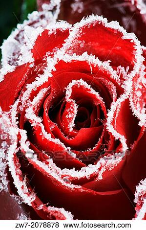 Close up of a red Rose flower with frost. View Large Photo Image Stock Photo - Close up of a red Rose flower with frost.. Fotosearch