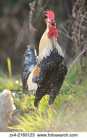 Close-up of a rooster in a meadow in spring. View Large Photo Image Stock Image - Close-up of a rooster in a meadow in spring.. Fotosearch