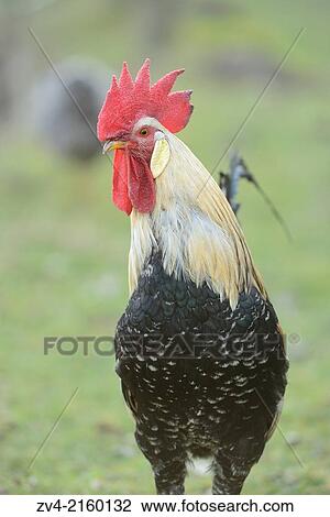 Close-up of a rooster in a meadow in spring. View Large Photo Image Stock Image - Close-up of a rooster in a meadow in spring.. Fotosearch