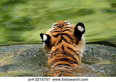 Close-up of a Siberian tiger or Amur tiger (Panthera tigris altaica) in a little pond in spring. View Large Photo Image Stock Image - Close-up of a Siberian tiger or Amur tiger (Panthera tigris altaica) in a little pond in spring.. Fotosearch