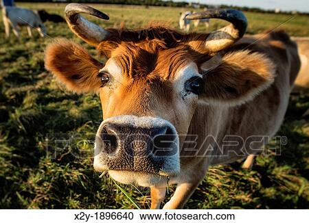 Close-up of a steer View Large Photo Image Stock Image - Close-up of a steer. Fotosearch