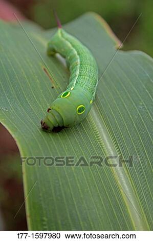 Close-up of a Tiger Swallowtail, Papilio glaucus Caterpillar on a leaf, India View Large Photo Image Stock Image - Close-up of a Tiger Swallowtail, Papilio glaucus Caterpillar on a leaf, India. Fotosearch