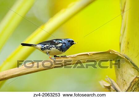Close up of a Turquoise Tanager (Tangara mexicana) sitting oin a branch. View Large Photo Image Stock Image - Close up of a Turquoise Tanager (Tangara mexicana) sitting oin a branch.. Fotosearch