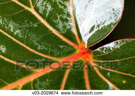 Close-up of a wet leaf at TepoztlBn, Mexico View Large Photo Image Picture - Close-up of a wet leaf at TepoztlBn, Mexico. Fotosearch