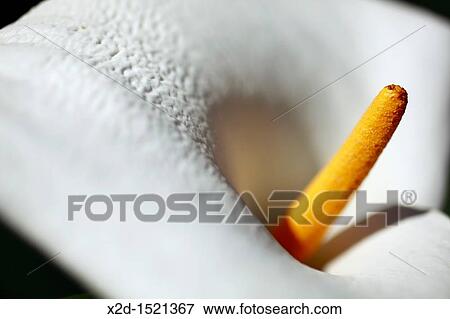 Close up of a white Arum lily Family: Araceae, Genus: Zantedeschia, Species: Z Aethiopica South Africa View Large Photo Image Stock Photo - Close up of a white Arum lily Family: Araceae, Genus: Zantedeschia, Species: Z Aethiopica South Africa. Fotosearch