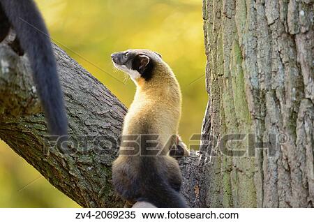 Close-up of a yellow-throated marten (Martes flavigula) in a forest in autumn. View Large Photo Image Stock Photography - Close-up of a yellow-throated marten (Martes flavigula) in a forest in autumn.. Fotosearch