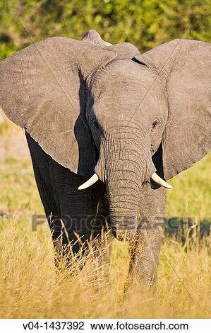 Close up of a young african elephant (Loxodonta africana) in the Okavango Delta, Botswana, Africa View Large Photo Image Stock Image - Close up of a young african elephant (Loxodonta africana) in the Okavango Delta, Botswana, Africa. Fotosearch