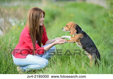 Close-up of a young woman with her Beagle dog in spring. View Large Photo Image Stock Image - Close-up of a young woman with her Beagle dog in spring.. Fotosearch