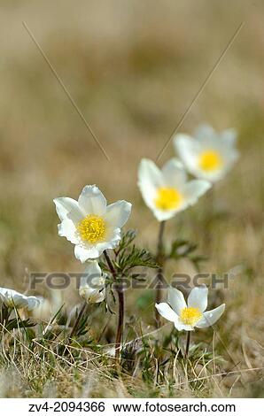 Close-up of Alpine pasqueflower or Alpine anemone (Pulsatilla alpina) flowering on a meadow View Large Photo Image Stock Photograph - Close-up of Alpine pasqueflower or Alpine anemone (Pulsatilla alpina) flowering on a meadow. Fotosearch