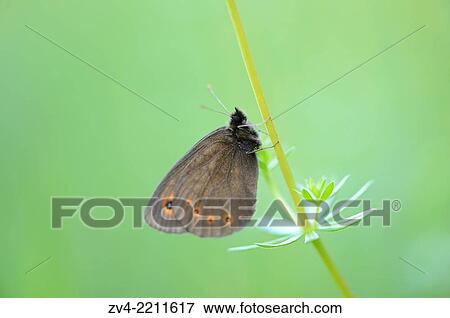 Stock Photo - Close-up of an Arran Brown (Erebia ligea) sitting in a meadow in spring.. Fotosearch