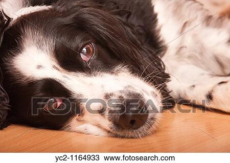 Stock Image - Close up of an English Springer Spaniel dog laying down indoors in the Uk. Fotosearch