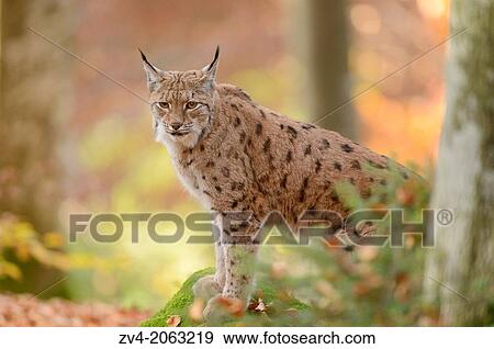 Stock Photo - Close-up of an Eurasian lynx (Lynx lynx) in autumn in the bavarian forest.. Fotosearch