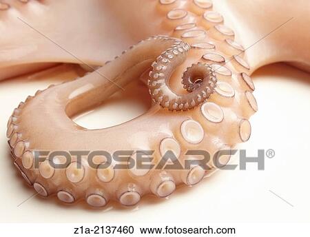 Close-up of an octopus tentacle on a white background. View Large Photo Image Stock Image - Close-up of an octopus tentacle on a white background.. Fotosearch