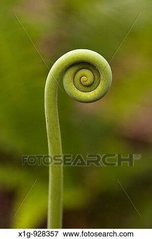 Stock Photo - Close up of an unfolding fern in the Osa Peninsula, Costa Rica. Fotosearch