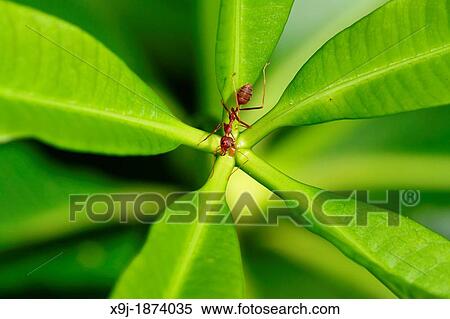 Close-up of ant Cataglyphis velox/Formicidae View Large Photo Image Stock Photography - Close-up of ant Cataglyphis velox/Formicidae. Fotosearch