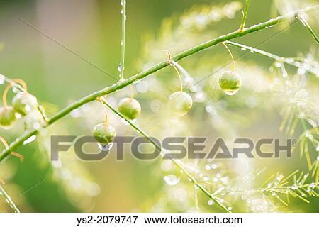Close up of asparagus plant (Asparagus officinalis) covered in rain drops. View Large Photo Image Stock Photo - Close up of asparagus plant (Asparagus officinalis) covered in rain drops.. Fotosearch