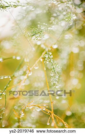 Close up of asparagus plant (Asparagus officinalis) covered in rain drops. View Large Photo Image Stock Photograph - Close up of asparagus plant (Asparagus officinalis) covered in rain drops.. Fotosearch