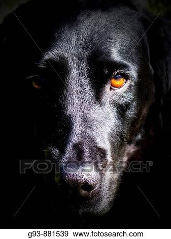 close up of black dog face View Large Photo Image Stock Photo - close up of black dog face. Fotosearch
