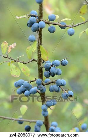 Close-up of blackthorn, bair or sloe (Prunus spinosa) fruits hanging on a little branch, Upper Palatinate, Bavaria, Germany View Large Photo Image Stock Photo - Close-up of blackthorn, bair or sloe (Prunus spinosa) fruits hanging on a little branch, Upper Palatinate, Bavaria, Germany. Fotosearch