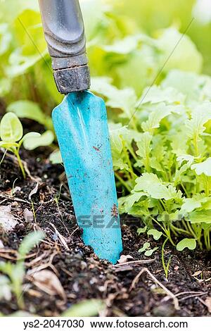 Close up of blue stainless garden spade stuck in the dirt. View Large Photo Image Stock Image - Close up of blue stainless garden spade stuck in the dirt.. Fotosearch