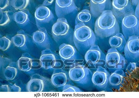 Close up of blue tunic photographed in the sea of Malaysia View Large Photo Image Stock Image - Close up of blue tunic photographed in the sea of Malaysia. Fotosearch