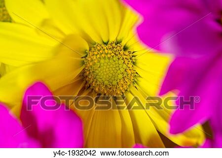 Close up of bright colored flowers View Large Photo Image Stock Image - Close up of bright colored flowers. Fotosearch
