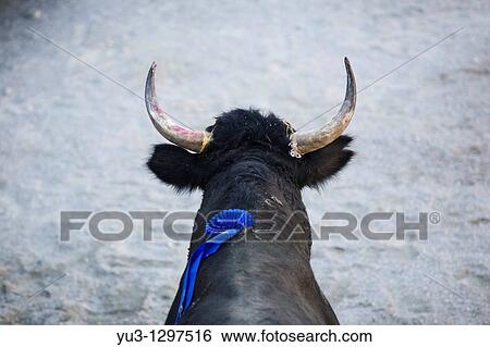 Close up of Camargue bull with ribbon on its back during Course Camarguaise competition at Aubais near N? mes, France View Large Photo Image Stock Photograph - Close up of Camargue bull with ribbon on its back during Course Camarguaise competition at Aubais near N? mes, France. Fotosearch