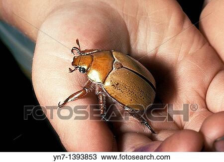 Close up of child's hand holding a Christmas Beetle genus Anogplognathus View Large Photo Image Stock Image - Close up of child's hand holding a Christmas Beetle genus Anogplognathus. Fotosearch