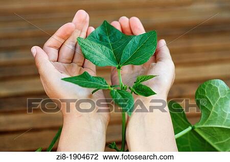 Close-up of childs hands holding a green runner beans plant-Phaseolus coccineus View Large Photo Image Stock Image - Close-up of childs hands holding a green runner beans plant-Phaseolus coccineus. Fotosearch