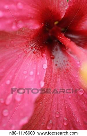 Stock Image - Close-up of chinese hibiscus, Hibiscus rosa sinensis. Fotosearch