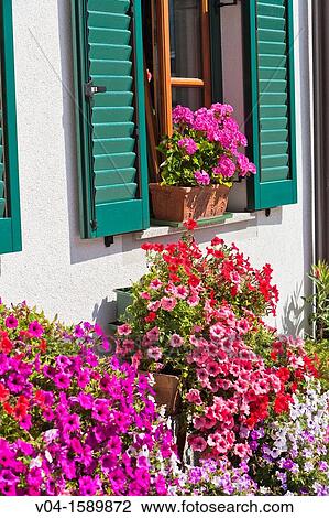 Stock Image - Close up of colorful geranium and petunia flowers at a house front in Altaussee, Austria, Europe. Fotosearch