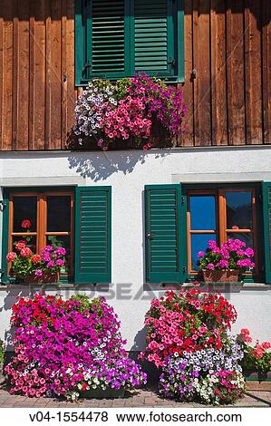 Close up of colorful geranium and petunia flowers at a house front, Altaussee, Austria, Europe View Large Photo Image Stock Photo - Close up of colorful geranium and petunia flowers at a house front, Altaussee, Austria, Europe. Fotosearch