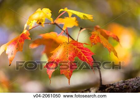 Close up of colorful leafs in the Indian Summer, Vermont, USA View Large Photo Image Stock Image - Close up of colorful leafs in the Indian Summer, Vermont, USA. Fotosearch