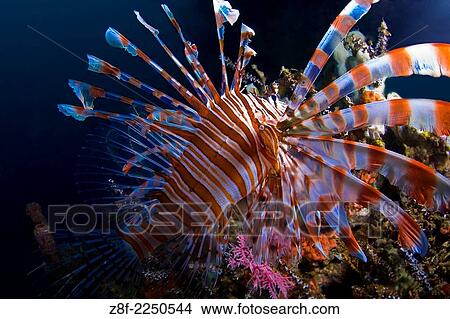 Picture - Close Up of common lionfish, Pterois volitans, Angel's Widnow, Lembeh Strait, North Sulawesi.. Fotosearch