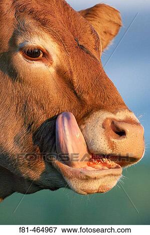 Close-up of cow licking face with tongue. Scotland View Large Photo Image Stock Photo - Close-up of cow licking face with tongue. Scotland. Fotosearch