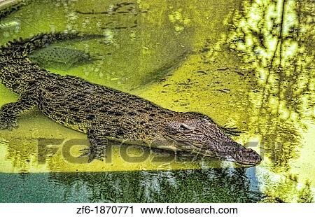 Close up of crocodile at tourist close encounters near Sydney Australia at the Featherdale Park View Large Photo Image Stock Image - Close up of crocodile at tourist close encounters near Sydney Australia at the Featherdale Park. Fotosearch