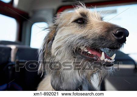 Stock Image - Close-up of dog in the back of a car. Fotosearch