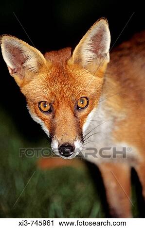Close up of face of fox, Wiltshire, England View Large Photo Image Stock Image - Close up of face of fox, Wiltshire, England. Fotosearch