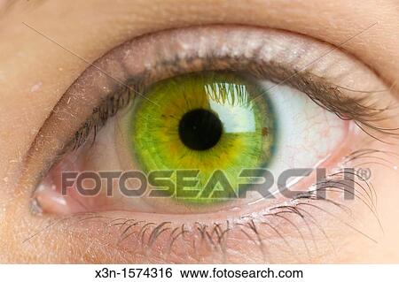 Stock Photograph - Close up of female green eye. Fotosearch